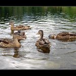 Nedeľná poobedňajšia siesta