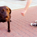 Pes,míč a kopírkář