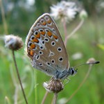 Louka je jako prostřený stůl