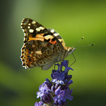 poletucha obecná barevná