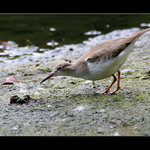 Až tě chytím, tak tě sním II