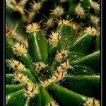 Kvapky života na Sahare