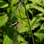 Srdíčkové milování.