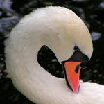 Cygnus olor