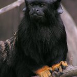 Saguinus midas - tamarín žlutoruký