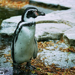 Tučňák Humboldtův