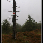 Na hřebeni Orlických hor