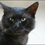 kamarád mého kocoura