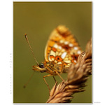 ...warmth coloured...