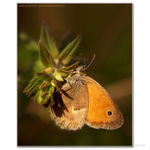 ...očkáň pohánkový...