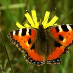 prostě.. motýl :o)))