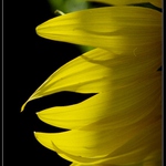 slnecnica