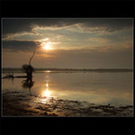 Křiva vrba ve svitani...