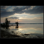 Křiva vrba ve svitani II...