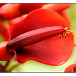 kvítek z botanické zahrady