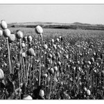 kedy nam to uz EU zakaze? :-)