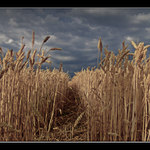 ...před bouřkou...