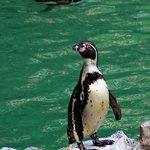 Bude ještě rybička ? :-)