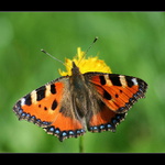 Babočka kopřivová