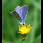 Modrásek krušinový