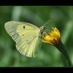 Žluťásek tolicový