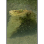 Zelená žába na zelenym humusu