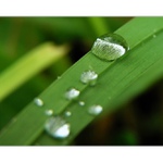 Z nebe spadlá, v trávě ukrytá