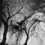 Mátohy hřbitovní & jiné