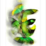 Queen Victoria´s birdwings II