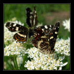 Řekla jsem vzpažit !