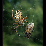 Cos nám to udělal s tetičkou?