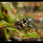 Predátor a jeho kořist