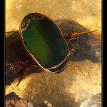 Potápník - vodní predátor