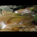 forest stream III