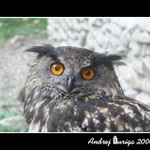 Bubo bubo