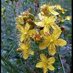 Ľubovník bodkovaný