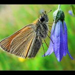 Soumračník na zvonku