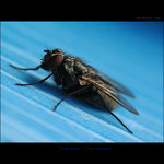 Moucha domácí  / Musca domestica /