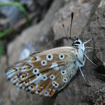 modrásek III (z Malé Fatry)