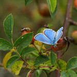 modrásek šípkový