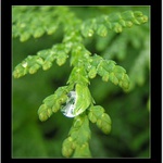  ... když větev pláče