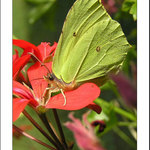 Kam ještě poletím?