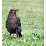 Žížalomil prudivý