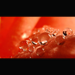 Hráli jsme koulovanou...