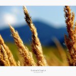 Barvy na konci léta