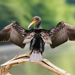 Phalacrocorax carbo