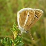 Modrásek ligrusový