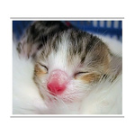 Koťátko...2hodiny na světě :-)...