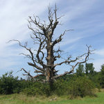 Strom děsu