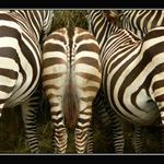 Není zadek jako zadek